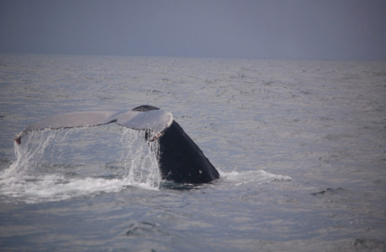 San Angelo: A glimpse of hope? CBD and PTSD.