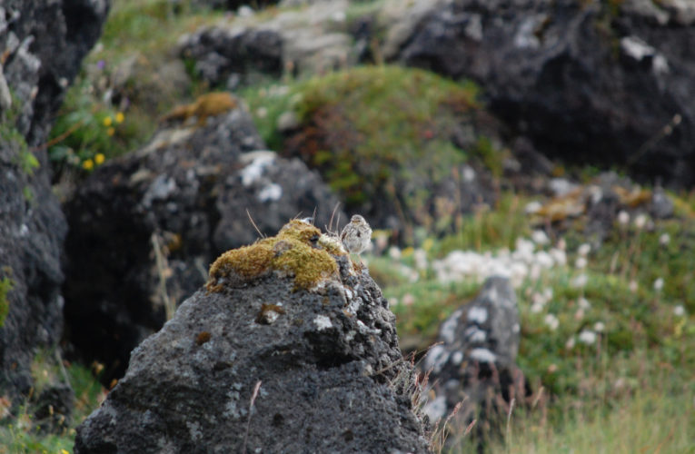 San Angelo: Post-school holidays re-set. PTSD self-scan.