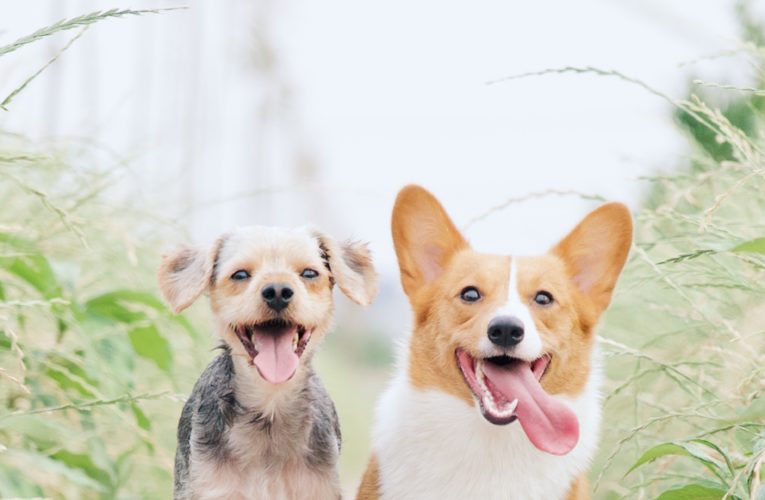 Preventing Home Dog Fights in San Angelo